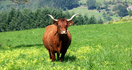 🐄 La vache Salers : emblème vivant de l’Auvergne